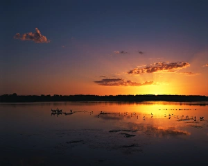 Water Bird Prints: USA, Florida, J. N. Ding Darling National Wildlife Refuge, Birds in water at sunset