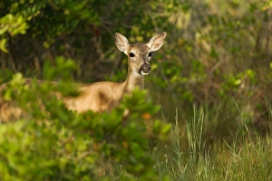 Images Dated 2nd July 2005: USA, Florida, Key Deer NWR, Big Pine Key, Radio collared Key Deer Doe, Odocoileus
