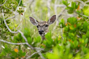 Images Dated 2nd July 2005: USA, Florida, Key Deer NWR, Big Pine Key, Radio collared Key Deer Doe, Odocoileus