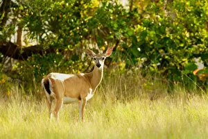 Images Dated 2nd July 2005: USA, Florida, Key Deer NWR, Big Pine Key, Key Deer, Odocoileus virginianus