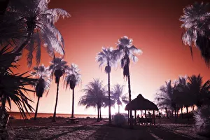 Colorized Prints: USA, Florida Keys. Infrared palm trees along the Florida Keys