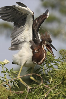 Gatorland Prints: USA, Florida, Kissimmee, Gatorland. Tricolored heron chick with wings raised. Credit as