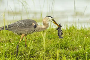 Images Dated 12th May 2020: USA, Florida, Lake Apopka. Great blue heron with fish catch