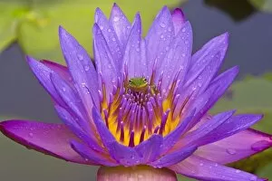 USA, Florida, Lake Kissimmee. Green leaf frog inside purple water lily