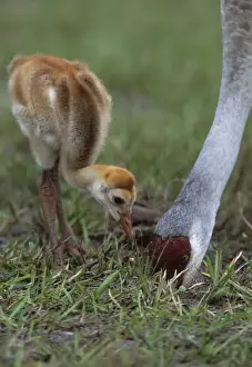 USA, Florida, Lake Kissimmee. Sandhill crane chick watches parent forage. Credit as