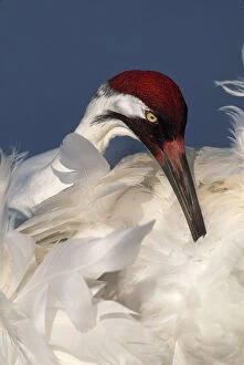 USA, Florida, Lake Kissimmee. Whooping crane preens feathers in early morning light