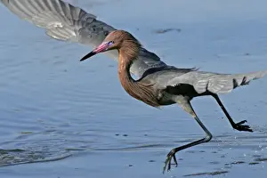 Dancing Prints: USA, Florida, Lee County. Reddish egret (Egretta rufescens) dancing as it fishes