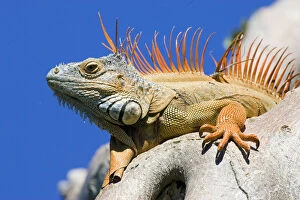 USA, Florida, Lighthouse Point. Close-up of male iguana on tree