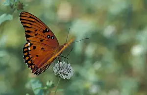 Pollen Prints: USA, Florida, Lower Suwannee NWR Gulf Fritillary feeding on musky mint