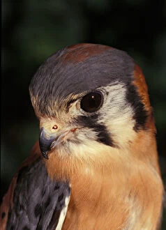 Images Dated 15th June 2006: USA, Florida, Male American Kestrel, Falco sparverius, controlled situation