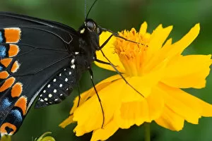USA, Florida, Male Black swallowtail on yellow cosmos, Papilio polyxenes