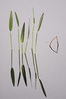 Melbourne Prints: USA, Florida, Melbourne. Water plants create mirror reflections in the Viera Wetlands