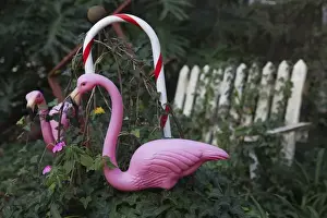 Flamingo Prints: USA, Florida, Micanopy, oldest inland settlement in Florida, pink flamingos
