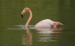 Flamingo Prints: USA, Florida, Moreno Point. Greater flamingo with water dripping from bill while swimming