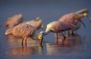 Images Dated 28th January 2004: USA, Florida, Myakka River State Park A flock of Roseate Spoonbill Feeding