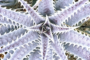 Silver Prints: USA, Florida, Naples Botanical Garden, Silver Dyckia (Dyckia mariner-lapostollei)