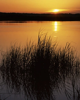 USA, Florida, Nassau River, Sunrise