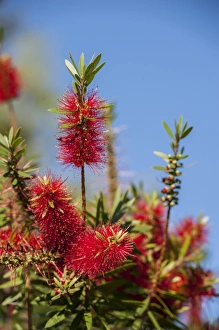 USA, Florida, New Smyrna Beach, bottlebrush tree