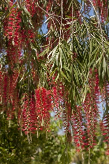 Images Dated 2nd April 2011: USA, Florida, New Smyrna Beach, bottlebrush tree