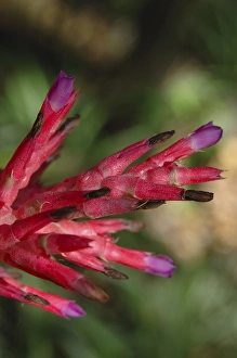 Images Dated 1st April 2007: USA; Florida; New Smyrna Beach; close-up of tropical flower
