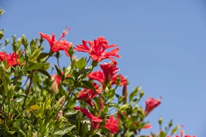 Malvaceae Prints: USA, Florida, New Smyrna Beach, Hibiscus