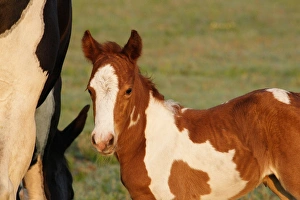 Images Dated 13th May 2005: USA, Florida, Newborn Paint filly