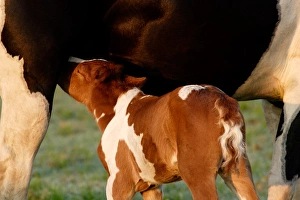 Images Dated 13th May 2005: USA, Florida, Newborn Paint filly nursing