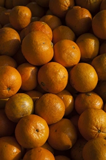 East Coast Prints: USA, Florida, Ocala, Florida oranges