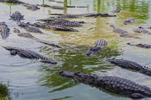 Images Dated 21st February 2012: USA, Florida, Ochopee. Southern Florida Alligator Farm