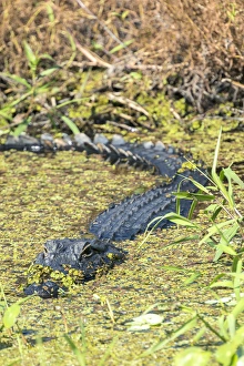 Watching Prints: USA, Florida, Orange City, St. John River, alligator