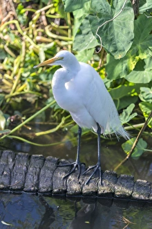 Images Dated 22nd December 2013: USA, Florida, Orlando, egret and alligator
