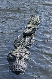 Watching Prints: USA, Florida, Orlando, Gatorland, alligators