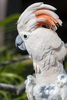 Parrot Prints: USA, Florida, Orlando, Gatorland, Citron Cockatoo