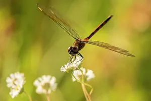 Animals Collection: USA, Florida, Orlando Wetlands Park. Dragonfly on blossom