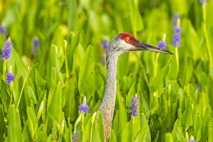 Images Dated 24th July 2019: USA, Florida, Orlando Wetlands Park. Sandhill crane adult in blooming pickerel weed