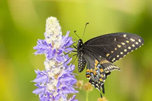Images Dated 24th July 2019: USA, Florida, Orlando Wetlands Park. Eastern black swallowtail butterfly on flower