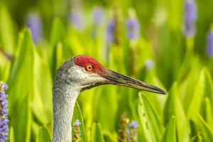 Images Dated 12th May 2020: USA, Florida, Orlando Wetlands Park. Sandhill crane adult in blooming pickerel weed