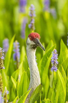Images Dated 12th May 2020: USA, Florida, Orlando Wetlands Park. Sandhill crane adult in blooming pickerel weed