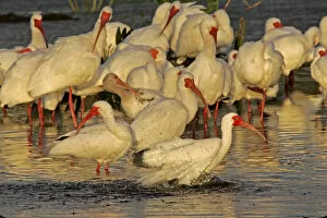 Images Dated 27th February 2006: USA, Florida, Palm Beach County. White ibis flock preening and bathing in breeding colors