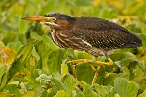 Images Dated 28th April 2011: USA, Florida, Palm Beach County. Close-up of juvenile green heron