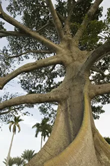 USA-Florida-Palm Beach: South Lake Terrace- Tree by Lake Worth