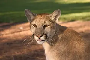 Connie Bransilver Prints: USA, Florida panther (Felis concolor) is also known as puma or cougar. Captive