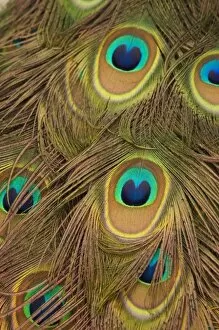 USA; Florida; Pensacola. Close up of peacock feathers