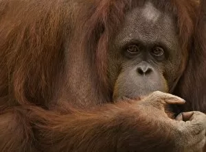 USA; Florida; Pensacola. Female orangutan at zoo