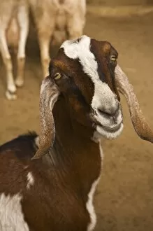 USA; Florida; Pensacola. Goat at zoo