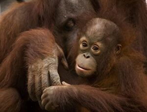 Images Dated 11th December 2007: USA; Florida; Pensacola. Morther and baby orangutan at zoo