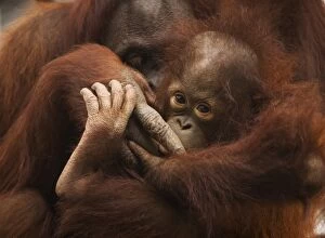 USA; Florida; Pensacola. Mother and baby orangutan at zoo