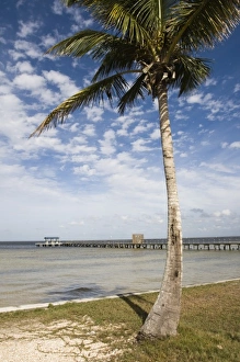 Images Dated 5th January 2007: USA-Florida-Pine Island (Bokeelia)