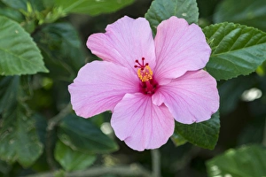 Malvaceae Prints: USA, Florida, Pink Hibiscus
