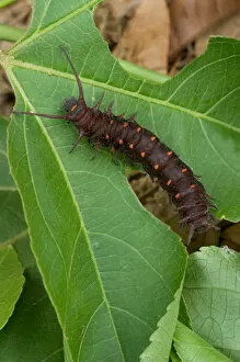 Images Dated 8th April 2004: USA, Florida, Pipevine swallowtail caterpillar, Battus philenor